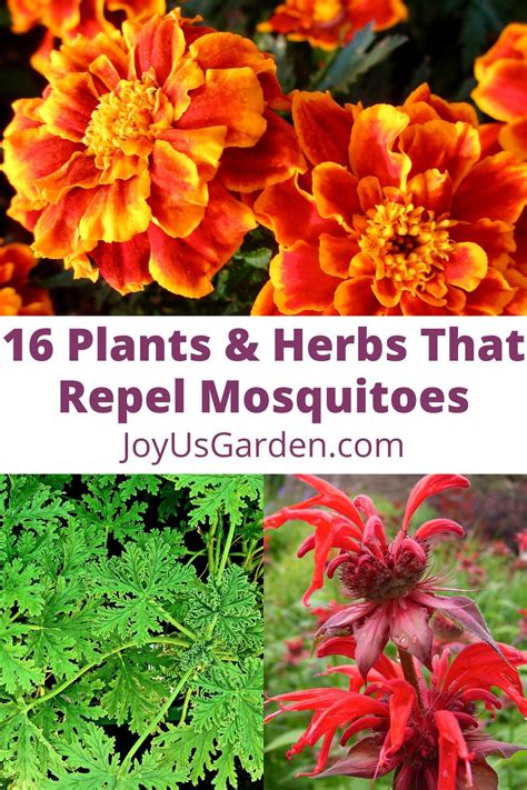 16 Plants And Herbs That Repel Mosquitoes 2024 In 2024 Planting Herbs Citronella Plant