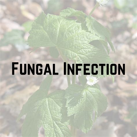 Fungal infection - Herbs and Curves