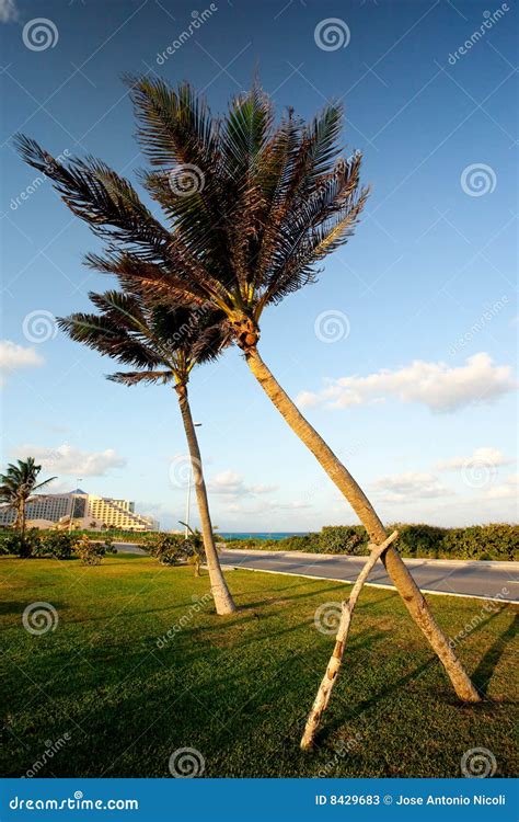 Bent Palm Trees Stock Photos Image 8429683