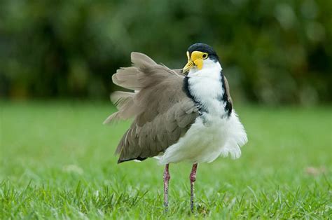 Birds in Sydney Olympic Park - The Wildlife Diaries