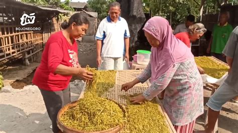 Kemarau Panjang Petani Tembakau Di Blitar Raup Untung Besar Youtube