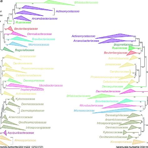 RAxML Trees Based On A 16S RRNA Gene Sequence B A Concatenated 18