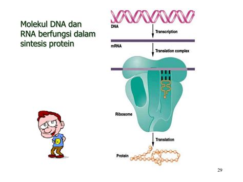 PPT Materi A Struktur Dan Fungsi Nukleus B Biosintesis Nukleus C