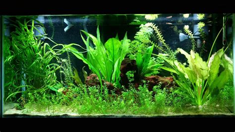 4K UHD Planted Tank Aquarium Aquascape Time Lapse YouTube