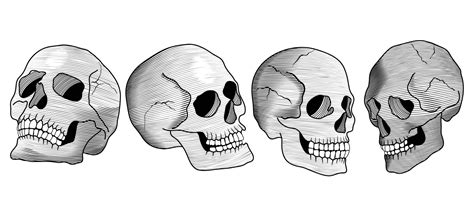 Hand Drawn Anatomical Skulls Vector Sets Collection Of Drawing