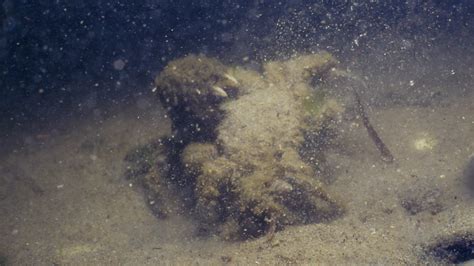 Facts About Marine Sediment