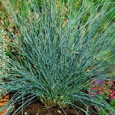 Festuca Idahoensis Siskiyou Blue Ornamental Grasses At Arts Nursery Ltd