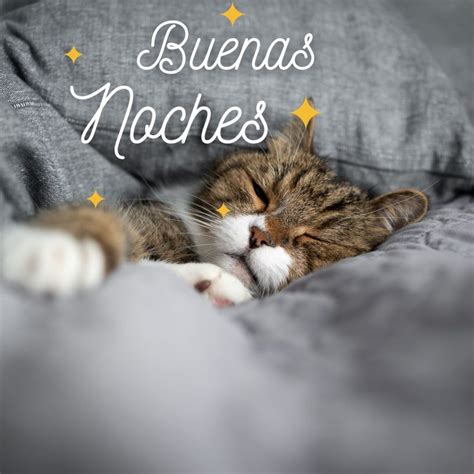 Buenas noches gatos | Fotos de gatitos tiernos para Whatsapp