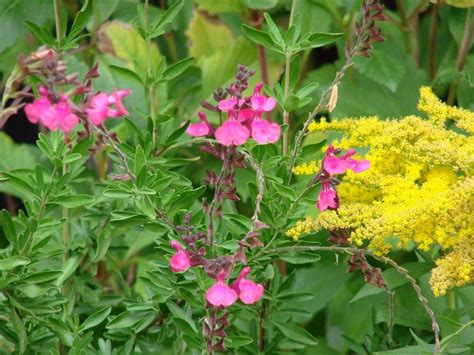 Photo Of The Bloom Of Autumn Sage Salvia Greggii Wild Thing Posted