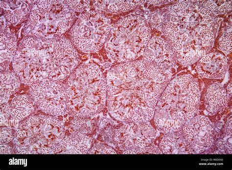 salamander testicular tissue under the microscope 100x Stock Photo - Alamy