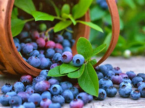 Growing Backyard Blueberries