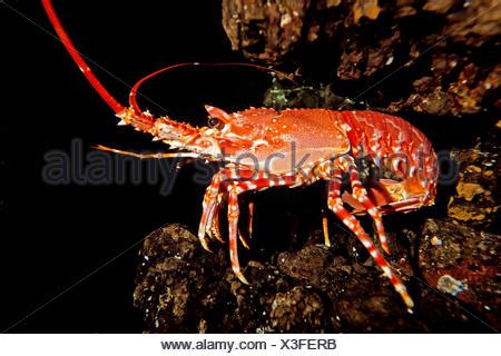 Natal Spiny Lobster (Palinurus delagoae), captive, Cape Town, Western ...