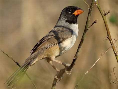 Foto Batuqueiro Saltatricula Atricollis Por Marco Marcos Wiki Aves