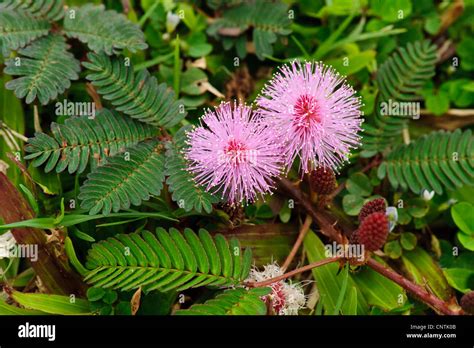 sensitive plant, Touch-me-not (Mimosa pudica), flowering Stock Photo, Royalty Free Image ...