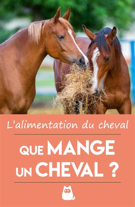 Que Mange Un Cheval Alimentation Du Cheval Cheval Chevaux Et