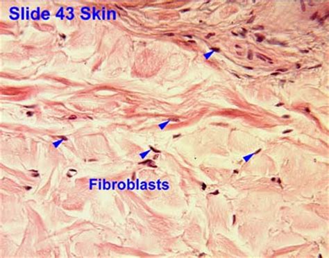 Fibroblast Connective Tissue