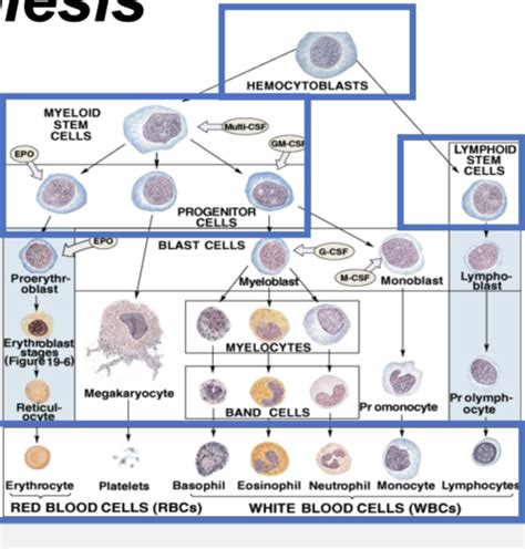 Histology Of Bone Marrow Hematopoiesis Flashcards Quizlet