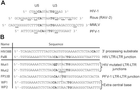 Palindrome Dna Sequence Sequences Of Retroviral Ltr Ltr Junctions And