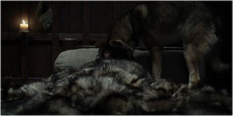 Game Of Thrones The Bond Between Direwolves And Starks Explained