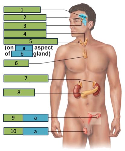 A Pii Lab Midterm Lab The Endocrine System Flashcards Quizlet