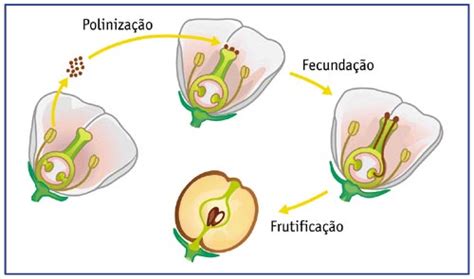 Bilhete De Identidade Da Fruta A Origem Dos Frutos