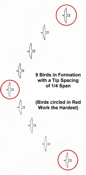 Aerospaceweb Org Ask Us V Formation Flight Of Birds