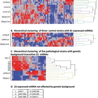 The Pathological Models Included In The Study Are The Sgca Null Sgca