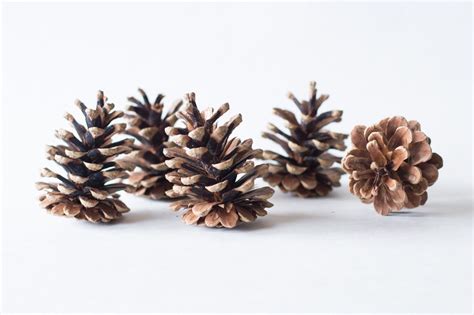 Pine Cones 75 Bulk Natural Untreated Sanitized Canada Etsy