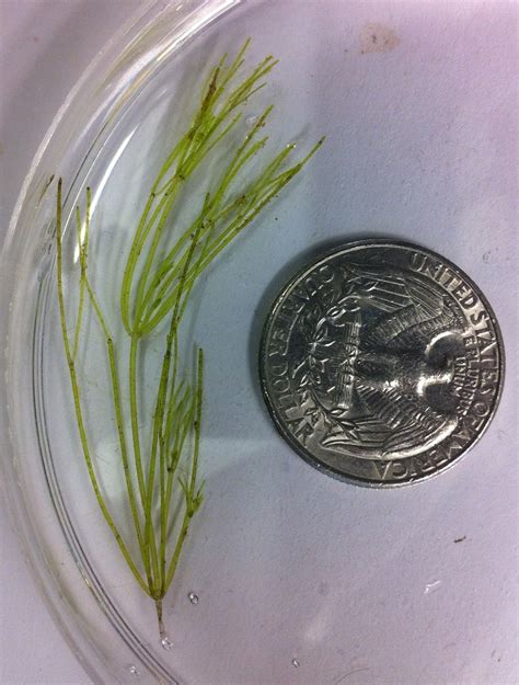 Chara Stonewort Musk Grass Submerged And Floating Aquatic Plants Of Louisiana · Inaturalist