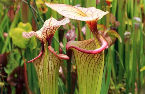 Tipos De Plantas Carn Voras Y Qu Cuidados Necesitan