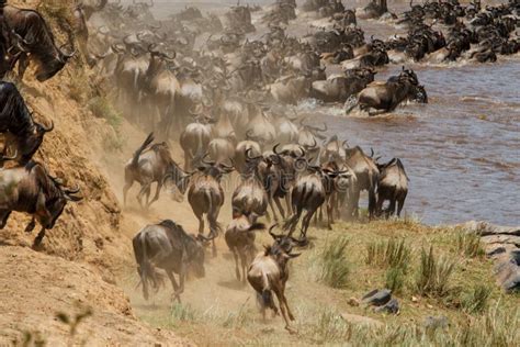 Wildebeest Migration in Kenya Stock Photo - Image of masai, safari ...