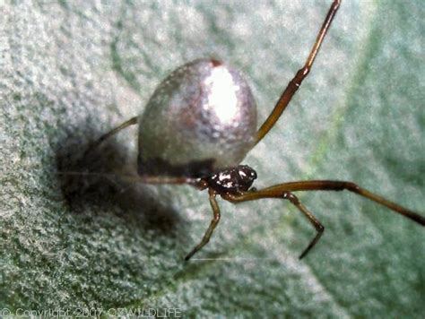 Dew Drop Spider Argyrodes Antipodianus