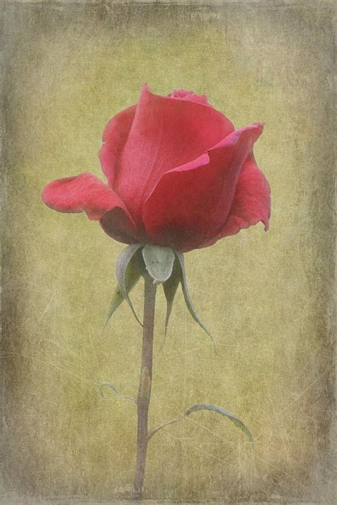 Red Rose 2 Photograph By Angie Vogel Fine Art America