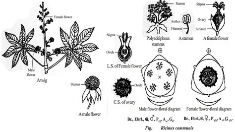 Botanical Description And Economic Importance Of Ricinus Communis