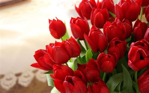 Red Tulip Wallpapers Wallpaper Cave