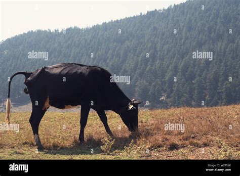 Cattle Feces Hi Res Stock Photography And Images Alamy