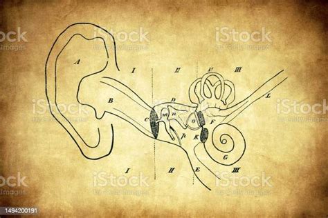 Human Ear Diagram Stock Illustration Download Image Now Ear Exam Middle Ear 19th Century