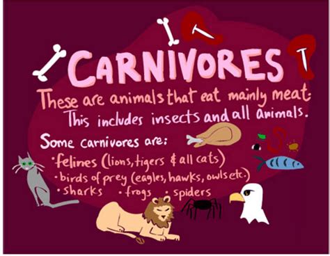 Carnivores and Herbivores: Characteristics, Types and Examples