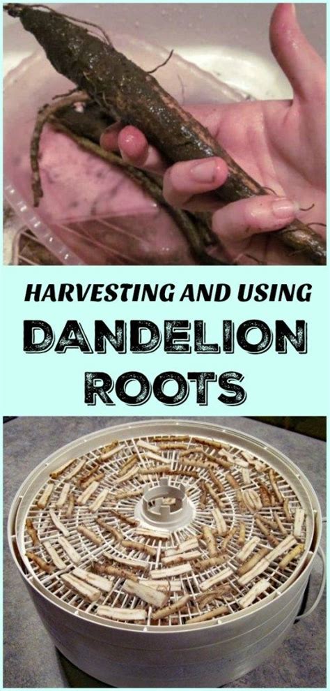 Harvesting and Using Dandelion Roots | Dandelion root, Harvest, Dandelion