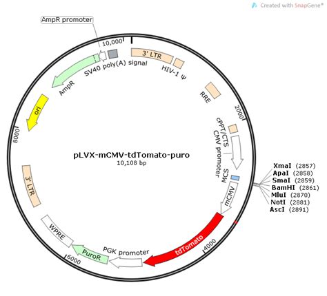 Plvx Mcmv Tdtomato Puro载体质粒图谱 优宝生物