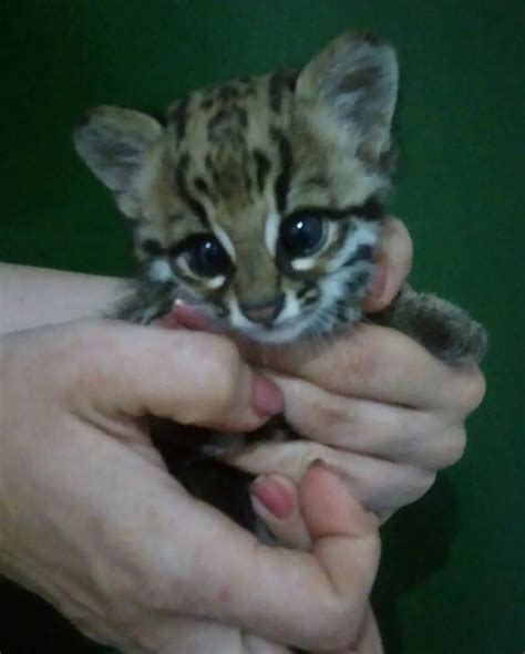 Qual A Diferen A Entre Jaguatirica E Gato Do Mato Mundo Ecologia