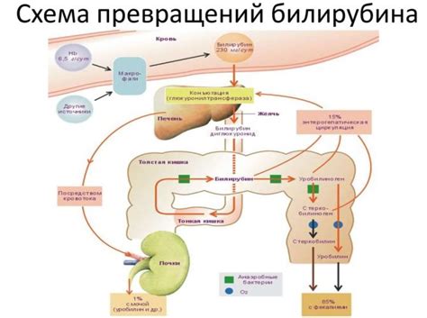 Метаболизм билирубина - BIOHIMIK.NET