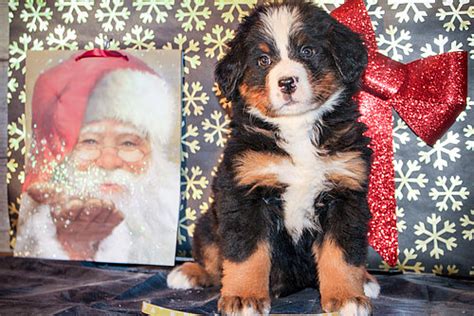 Yellow Collar Female Bernese Mountain Dog Puppy For Sale Sweetwater