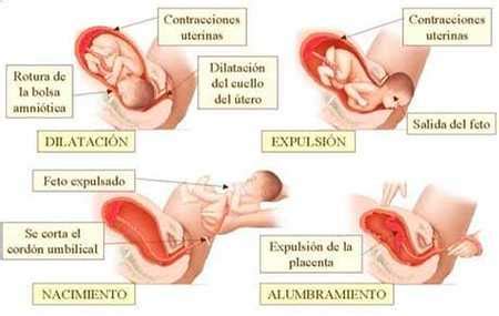 Fases Y Etapas Del Parto Dinami