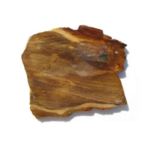 Petrified Wood Natural Health Science