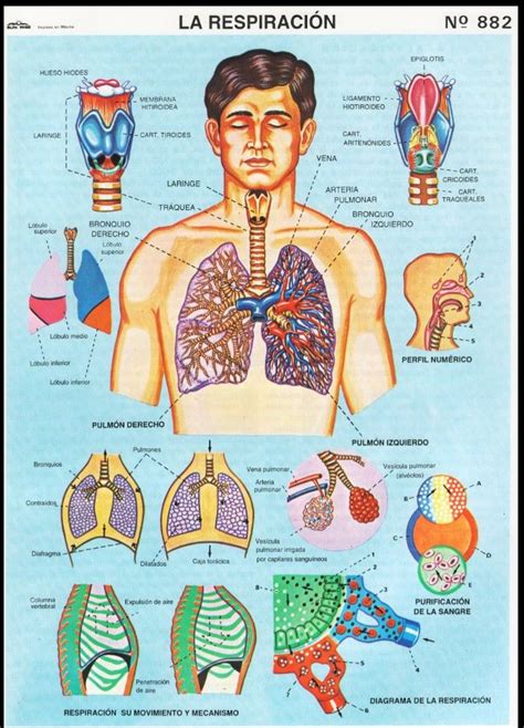 No La Respiraci N Monografias Aparato Respiratorio Dibujo
