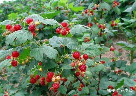 覆盆子树莓山莓茅莓黑树莓草莓桑葚的辨识区别 知乎