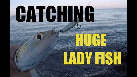 Catching Big Gigantic Lady Fish From Shore On Lures Youtube