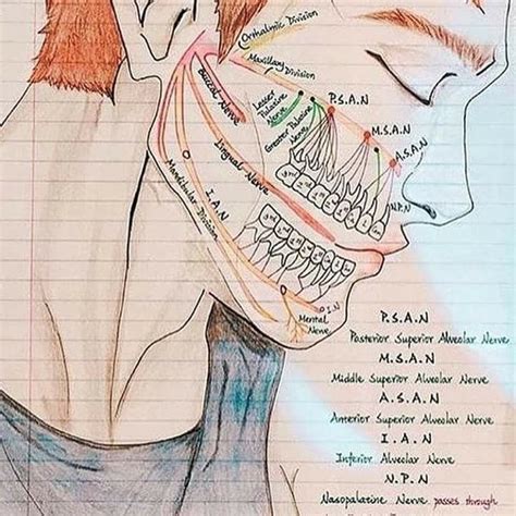 Pin by Amy Izquierdo on Odontología Dental anatomy Dental hygiene