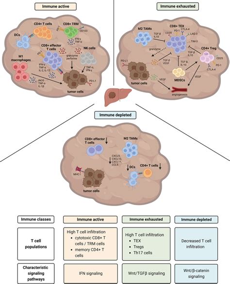 The Immune Microenvironment Of Hepatocellular Carcinoma Hcc